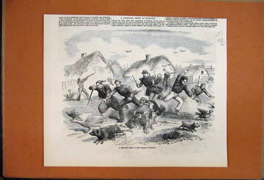 Print 1855 Foraging Party Village Kinburn Pigs Gee