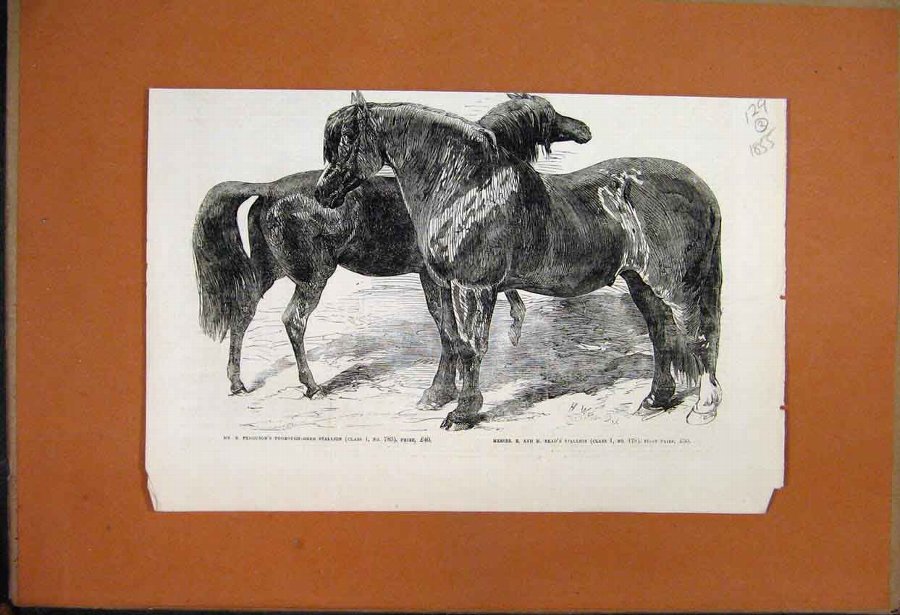 Print 1855 Prize Ponies Thorough-Bred Stallion Rea