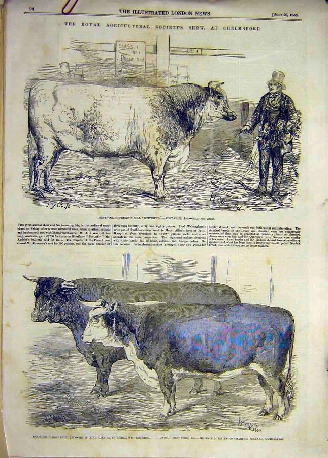 Print 1856 Chelmsford Royal Show Bull Hereford Cat