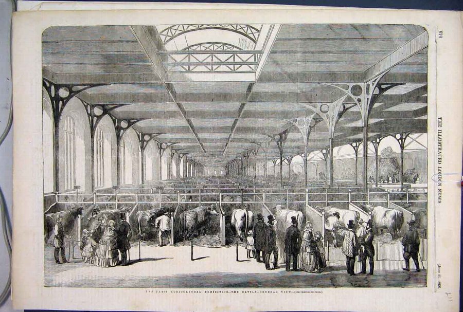 Print 1856 Paris Agricultural Exhibition Cattle Vi