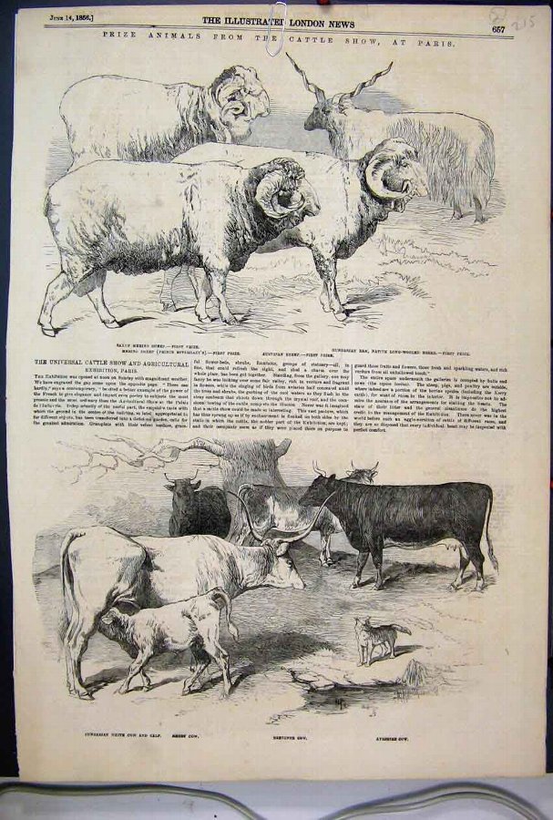 Print 1856 Prize Animals Cattle Show Paris Sheep C