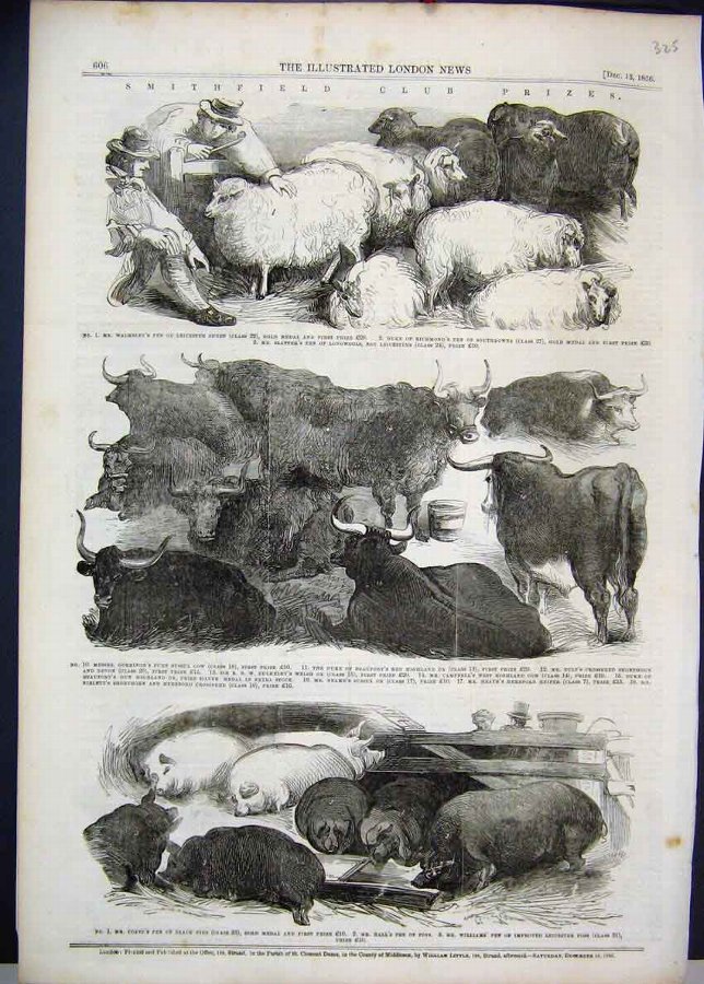 Print 1856 Smithfield Club Prizes Sheep Cows Pigs 