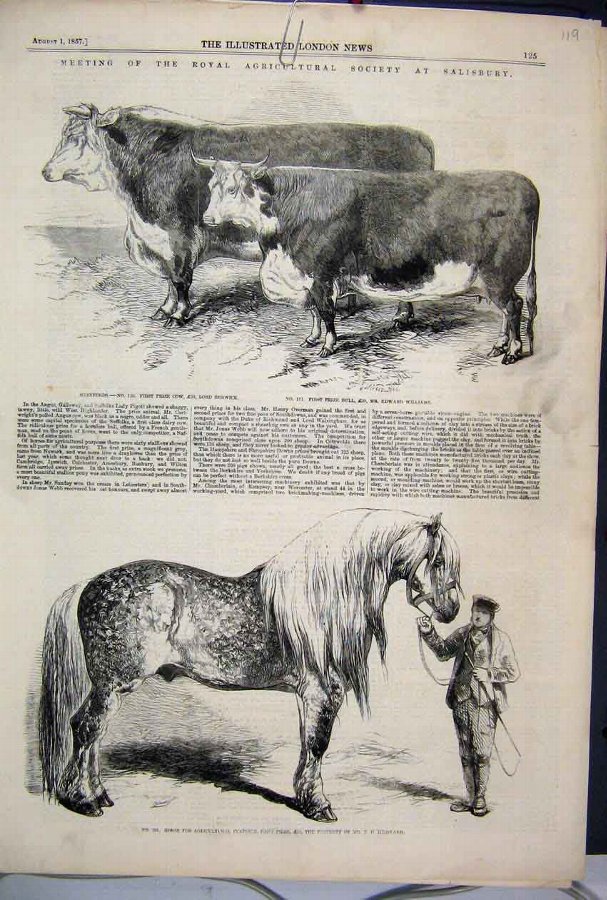 Print 1857 Royal Agricultural Salisbury Horse Bull