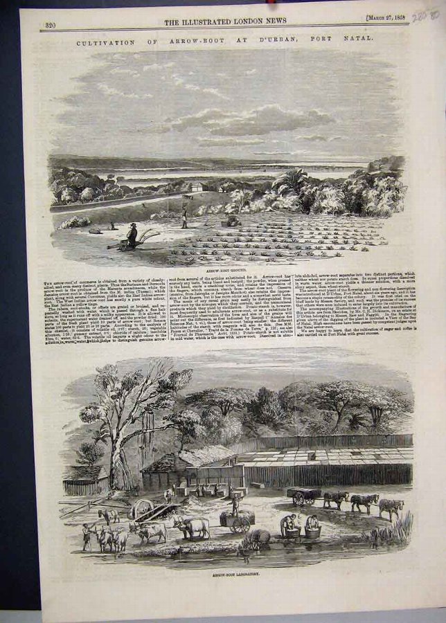 Print 1858 Arrow Root Durban Port Natal Laboratory