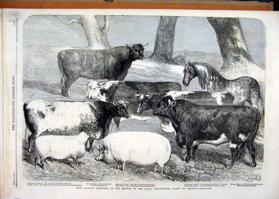 Print 1858 Prize Animals Royal Agricultural Show C