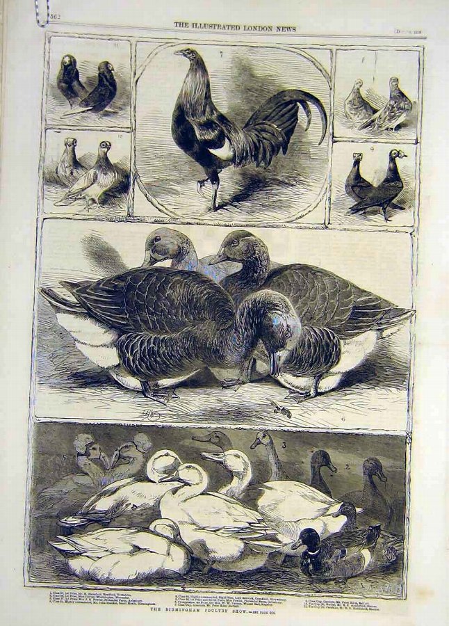 Print 1859 Birmingham Poultry Show Birds Ducks Chi