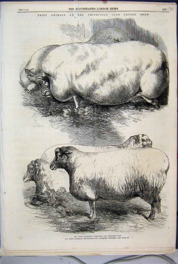 Print 1864 Prize Animals Smithfield Cattle Show Pi