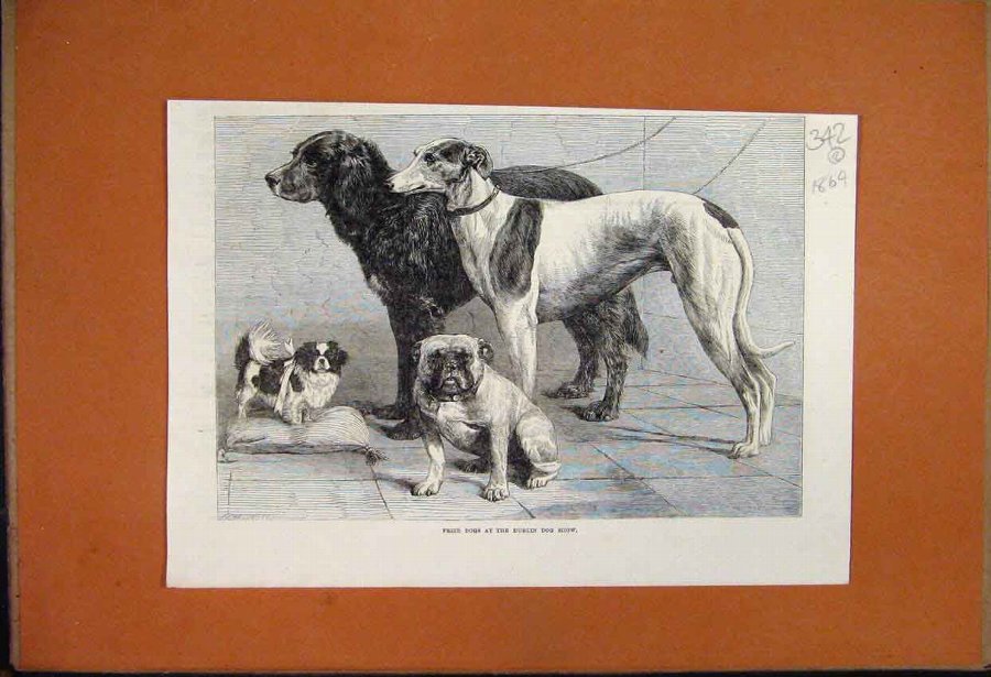 Print 1864 Prize Dogs Dublin Show Ireland Greyhoun