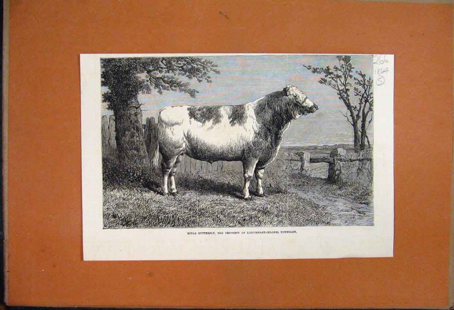 Print 1864 Royal Butterfly Bull Owned By Towneley 