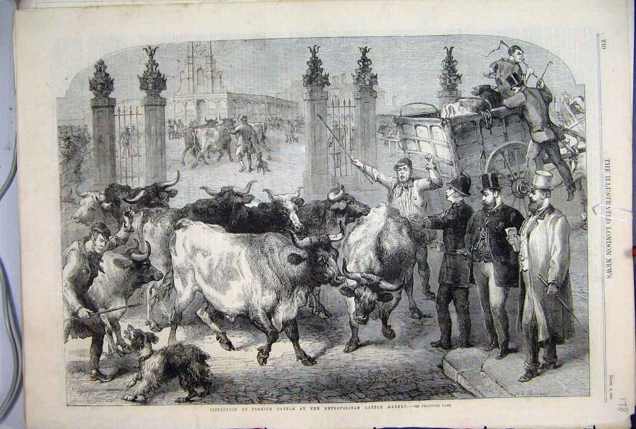 Print 1865 Foreign Cattle Metropolitan Market Dog 