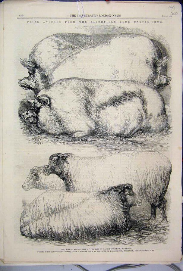 Print 1865 Prize Animals Smithfield Cattle Show Sh