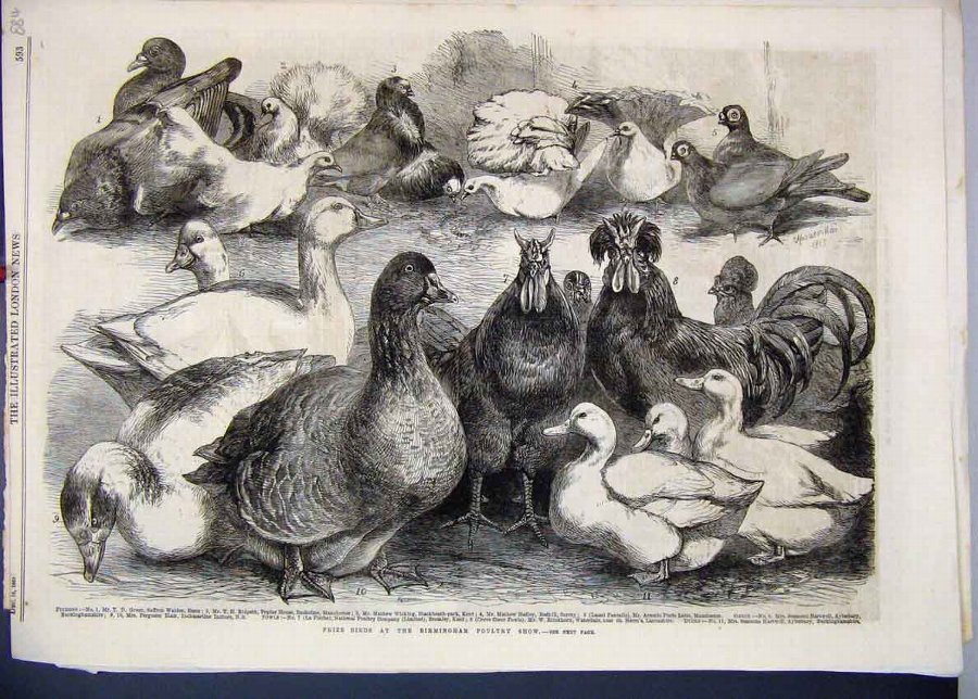 Print 1865 Prize Birds Birmingham Poultry Show Pig