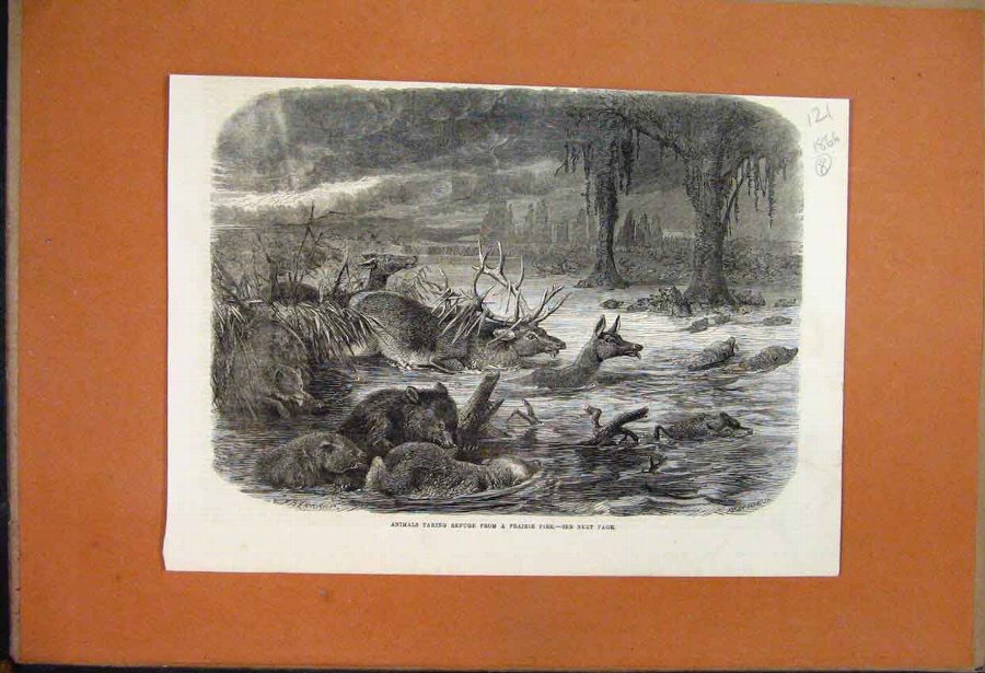 Print 1866 Deer Bears Fox Taking Refuge Prairie Fi