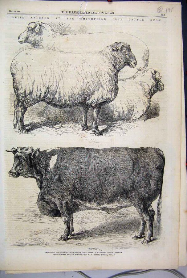 Print 1866 Prize Animals Smithfield Cattle Show Sh