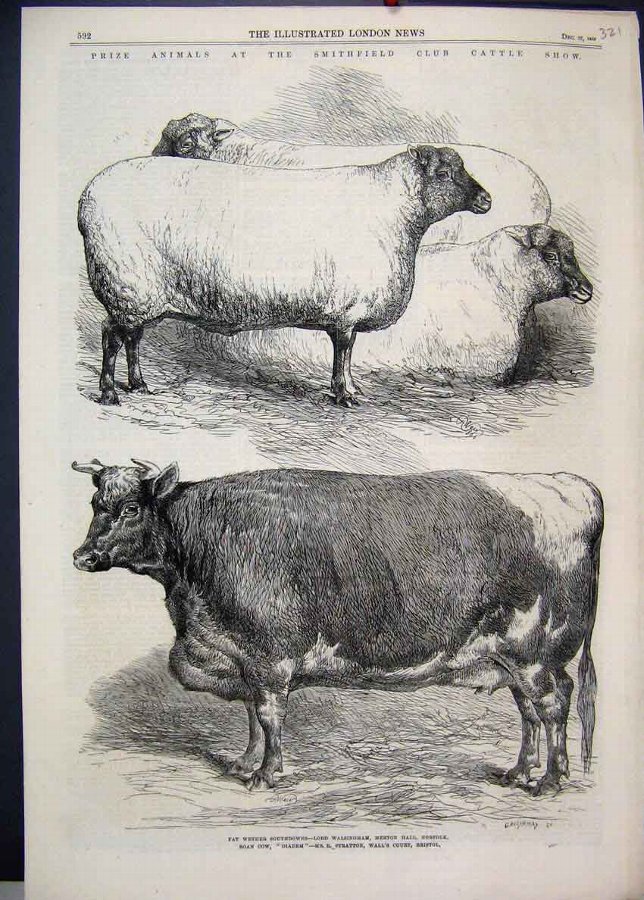 Print 1866 Smithfield Club Cattle Show Wether Sout