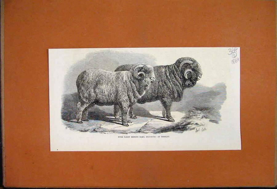 Print 1869 Pure Saxon Merino Rams Exhibited Bresla
