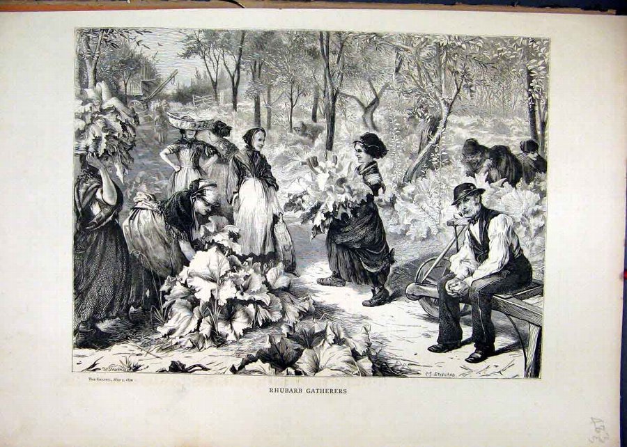 Print 1870 Rhubarb Gathering Country Field Women W