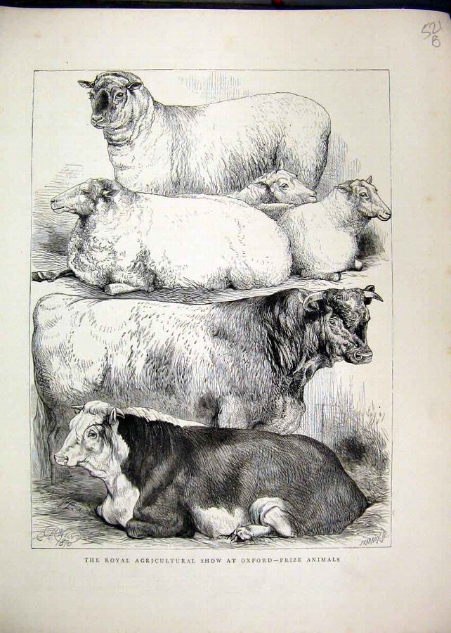 Print 1870 Royal Agricultural Show Oxford Prize Co