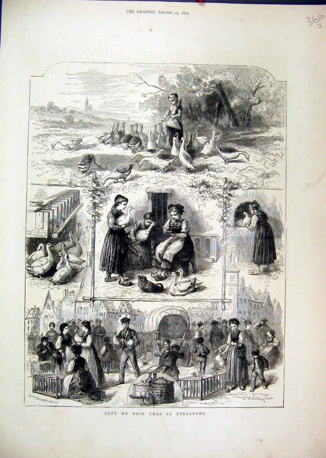 Print 1872 Strasburg Boy Feeding Geese Selling Str