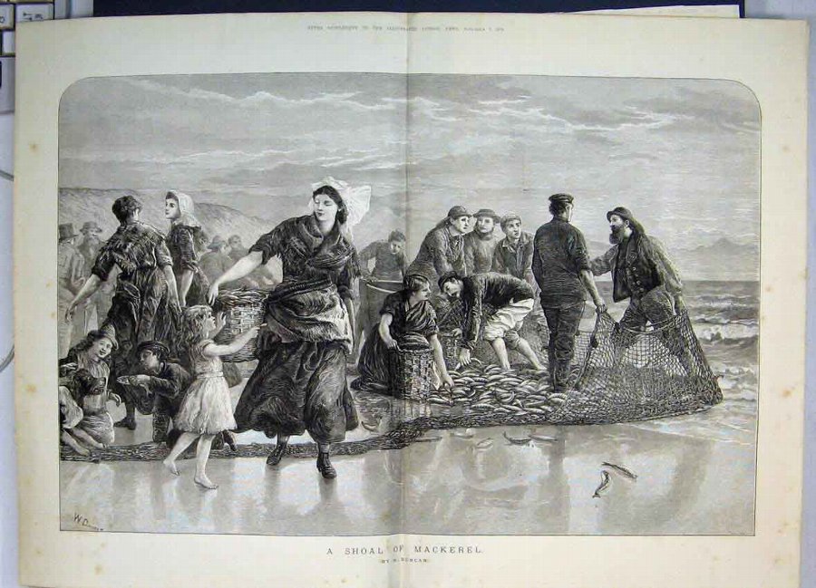 Print 1873 Shoal Mackerel Gathering Fishing Net Fa