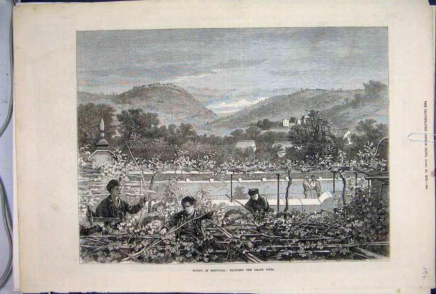 Print 1873 Spring Portugal Trimming Grape Vines Mo