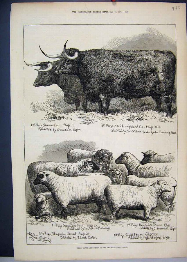 Print 1874 Prize Cattle Sheep Smithfield Club Show