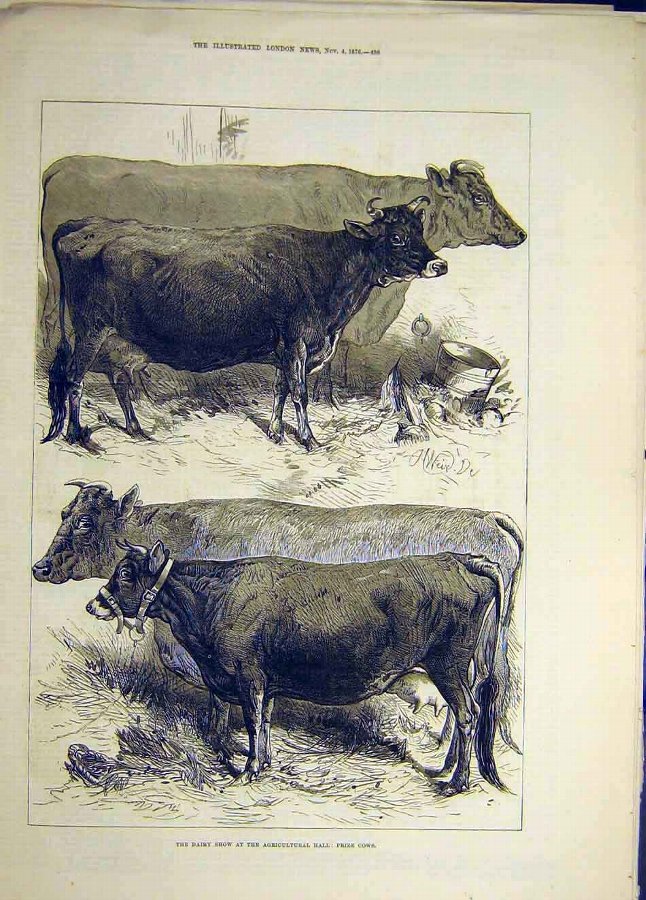 Print 1876 Dairy Show Agricultural Cows Cattle Ani