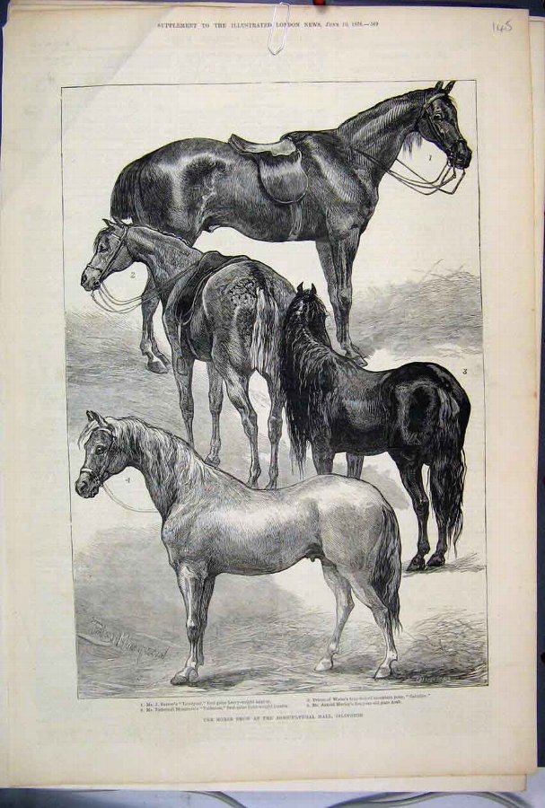 Print 1876 Horse Show Agricultural Hall Islington 