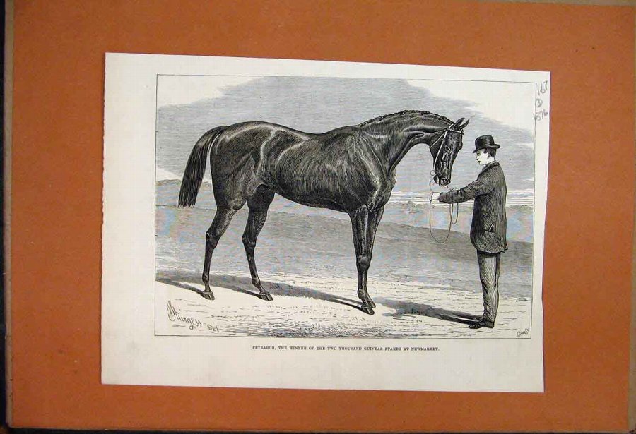 Print 1876 Petrarch Racehorse Guinea Stakes Newmar