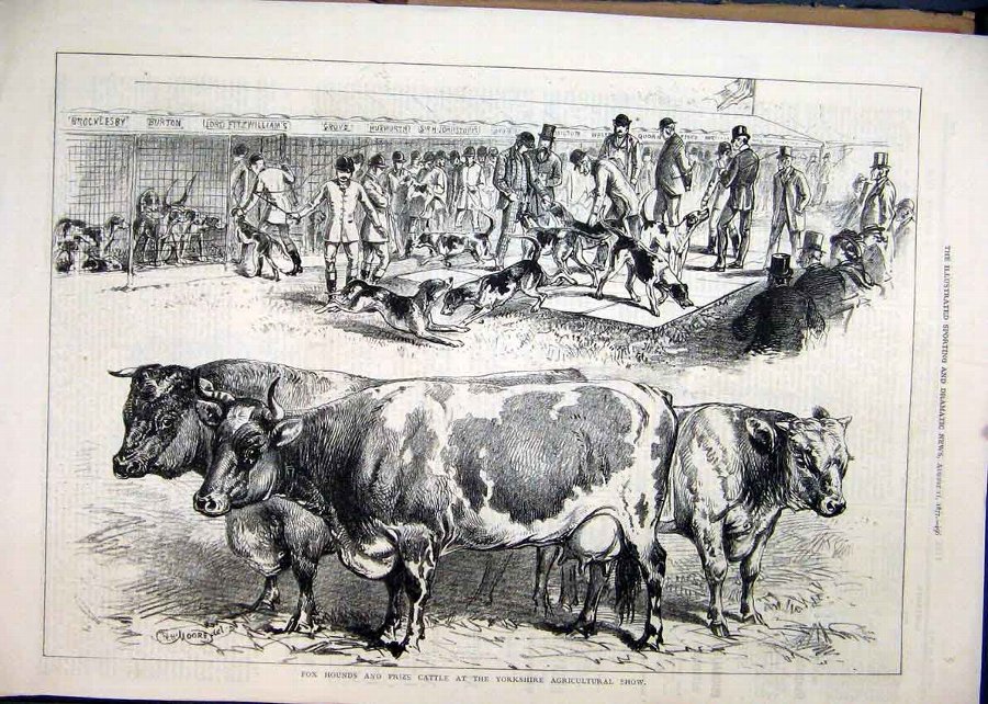 Print 1877 Fox Hounds Prize Cattle Yorkshire Agric