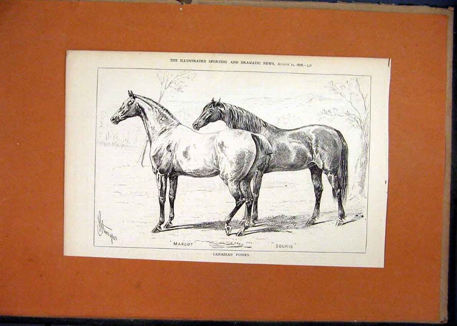 Print 1878 Canadian Ponies Margot Souris Horses 06