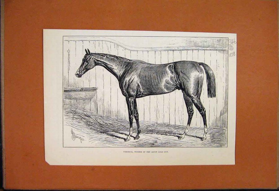 Print 1878 Horse Verneuil Winner Ascot Gold Cup Ol