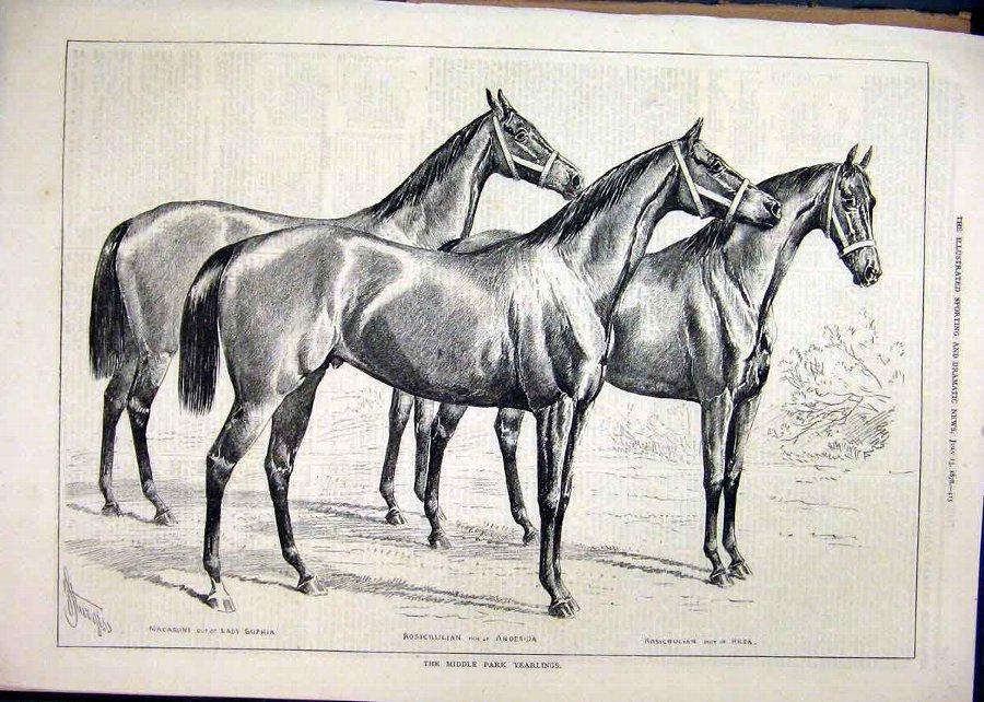 Print 1878 Middle Park Yearlings Horses Macaroni R