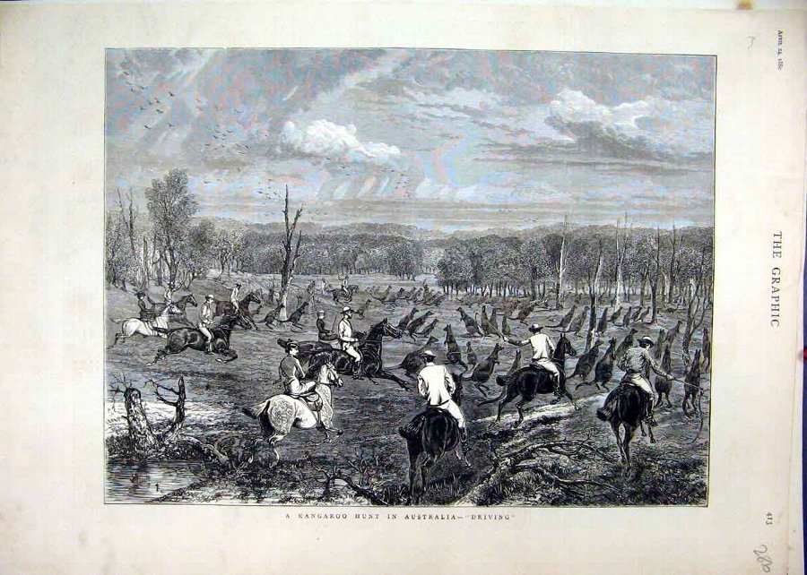 Print 1880 Driving Kangaroo Hunt Australia Horses 