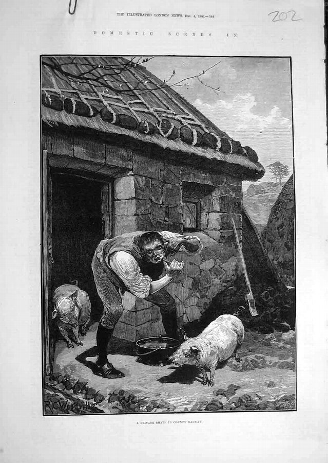 Print 1880 Private-Shave Galway Ireland Man Pigs I