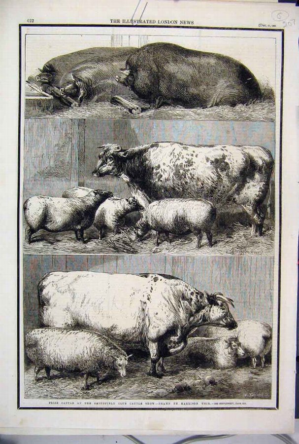 Print 1881 Prize Cattle Smithfield Club Show Sheep