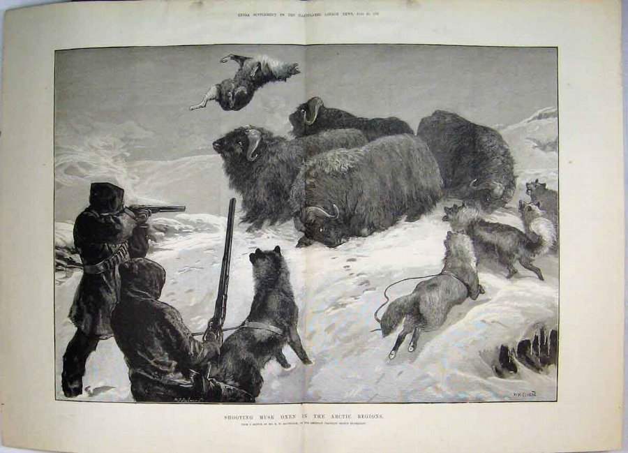 Print 1881 Shooting Musk Oxen Arctic Regions Dogs 