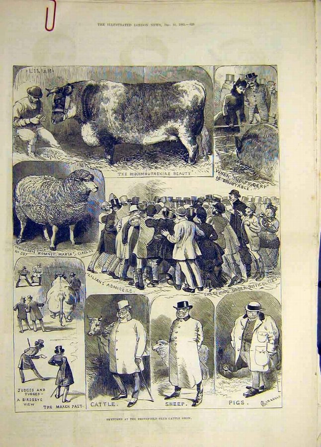 Print 1882 Sketches Animal People Smithfield Cattl