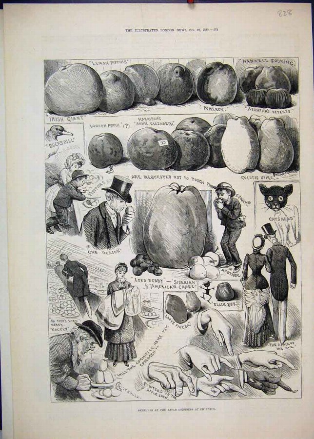 Print 1883 Apple Congress Chiswick Pippins Pomeroy