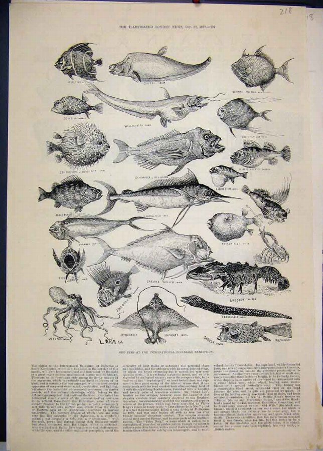 Print 1883 Fisheries Exhibition Lobster Threadfish