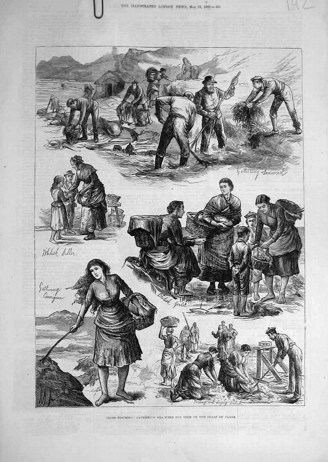Print 1883 Irish Distress Sea-Weed Food Clare Irel