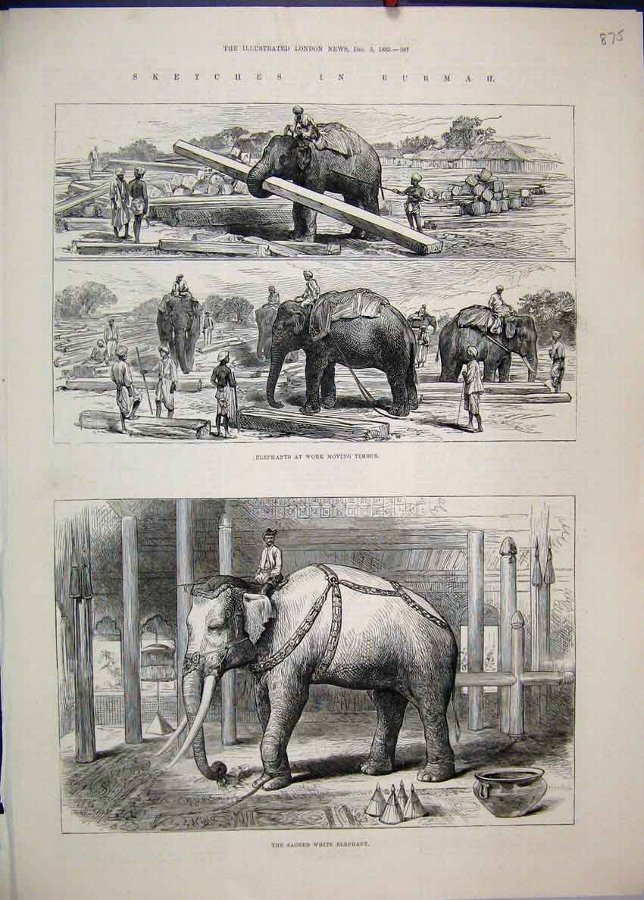 Print 1885 Burmah Elephants Work Timber Sacred Whi