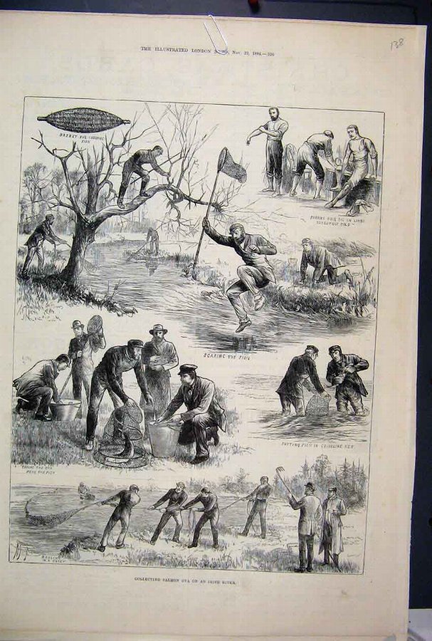 Print 1884 Salmon Ova Irish River Fishing Basket C