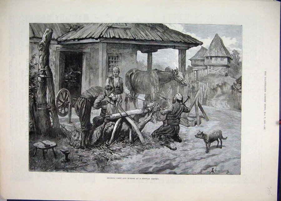Print 1885 Shoeing Oxen Horse Servian Smithy Fine 