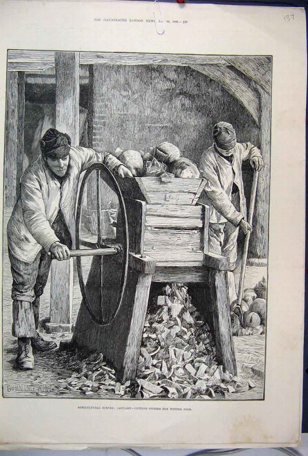 Print 1886 Agricultural Scene January Cutting Swed