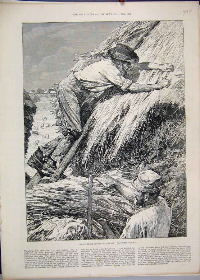 Print 1886 Agricultural Scene Men Thatching Straw 