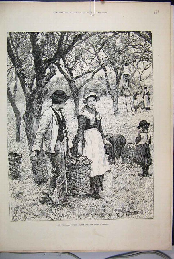 Print 1886 Agricultural Scene November Apple Harve