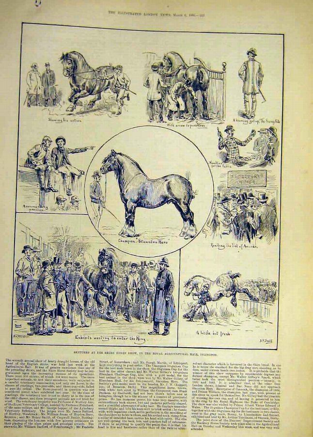 Print 1886 Sketches Shire Horse Show Islington Ani