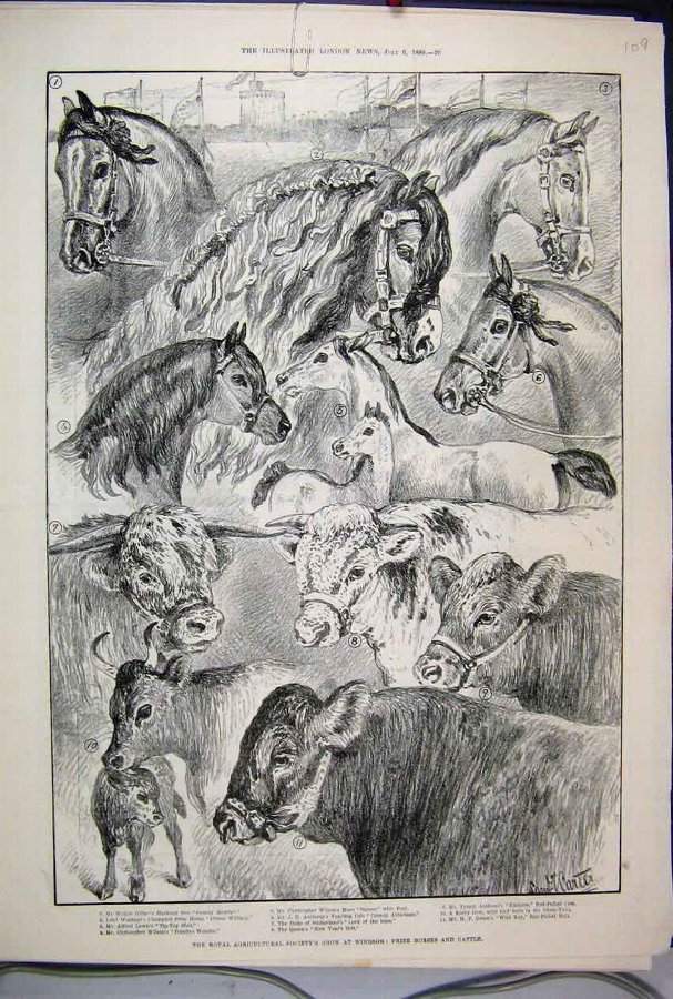 Print 1889 Royal Agricultural Show Windsor Horses 