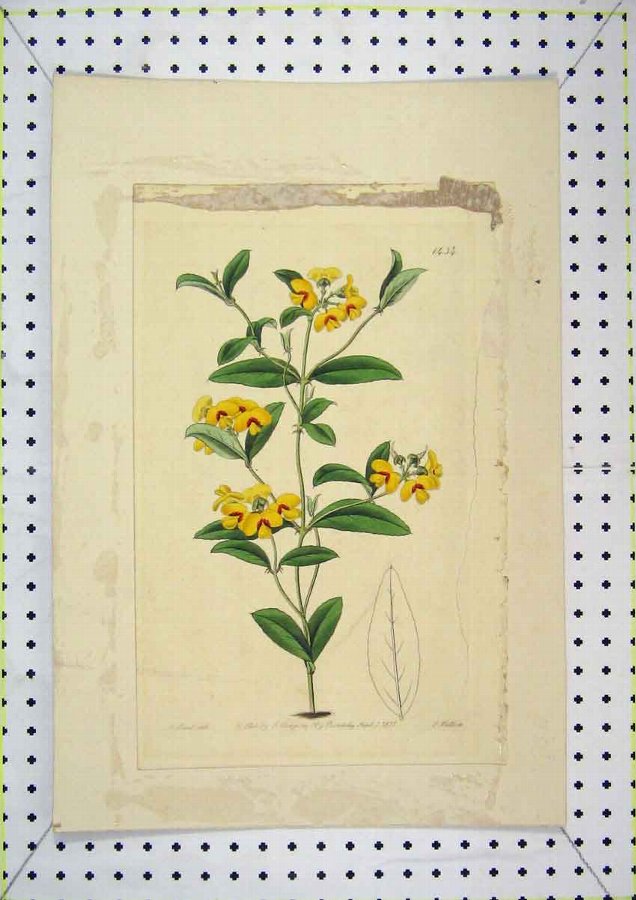 Antique Print 1831 Colour Ridgway Piccadilly Yellow Flower ANTIQUES